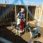 Приют для бездомных животных на 300 мест строится в Оренбурге