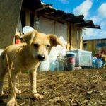 Приют для бездомных животных на 300 мест строится в Оренбурге