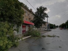 В Оренбурге на ул.М.Жукова вблизи остановки рухнуло дерево