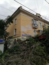 В Оренбурге на ул.М.Жукова вблизи остановки рухнуло дерево