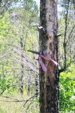 Оренбургские чиновники снова отправились в лес