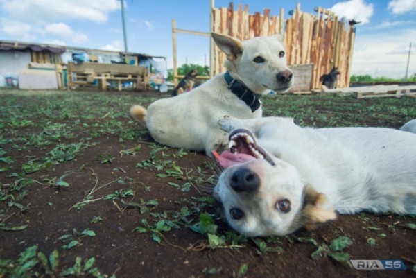 Приют для бездомных животных на 300 мест строится в Оренбурге