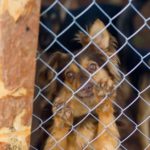 Приют для бездомных животных на 300 мест строится в Оренбурге