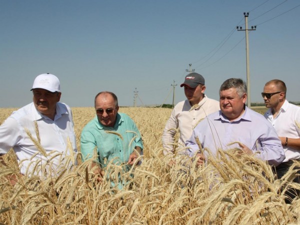 В Оренбургской области нашли новый способ повышения урожайности озимых