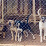 Приют для бездомных животных на 300 мест строится в Оренбурге