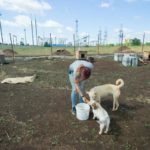 Приют для бездомных животных на 300 мест строится в Оренбурге