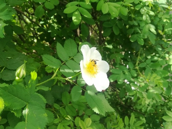 Циклонический вихрь ослабит жару и принесет осадки в Оренбуржье