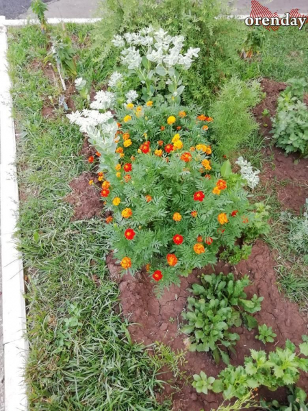 Оренбуржцы похвалились пенсионерами, которые меняют город