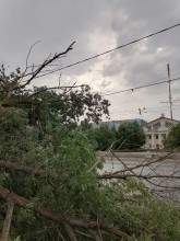 В Оренбурге на ул.М.Жукова вблизи остановки рухнуло дерево