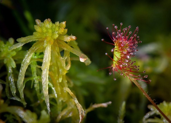 В Бузулукском бору обнаружили редкое хищное растение В Бузулукском бору обнаружили редкое хищное растение