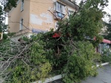 В Оренбурге на ул.М.Жукова вблизи остановки рухнуло дерево