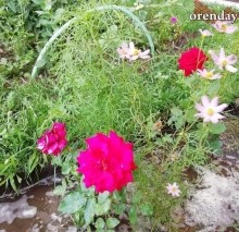 Оренбуржцы похвалились пенсионерами, которые меняют город