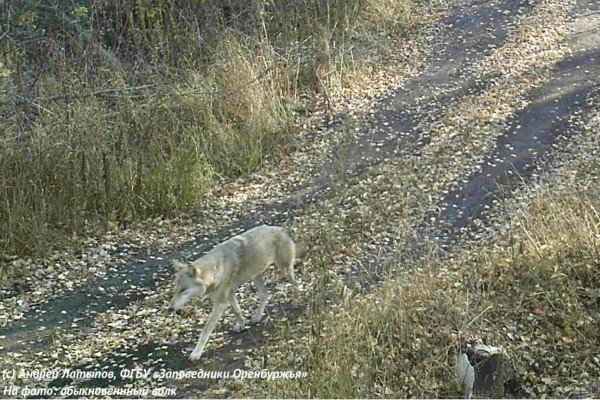 Заповедные истории Оренбуржья: Как волки притворились камнями