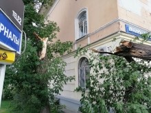В Оренбурге на ул.М.Жукова вблизи остановки рухнуло дерево