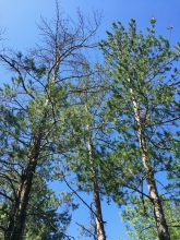 Оренбургские чиновники снова отправились в лес