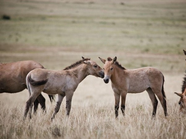 Денис Паслер &laquo;усыновил&raquo; жеребенка Скифа
