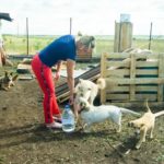 Приют для бездомных животных на 300 мест строится в Оренбурге