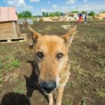 Приют для бездомных животных на 300 мест строится в Оренбурге