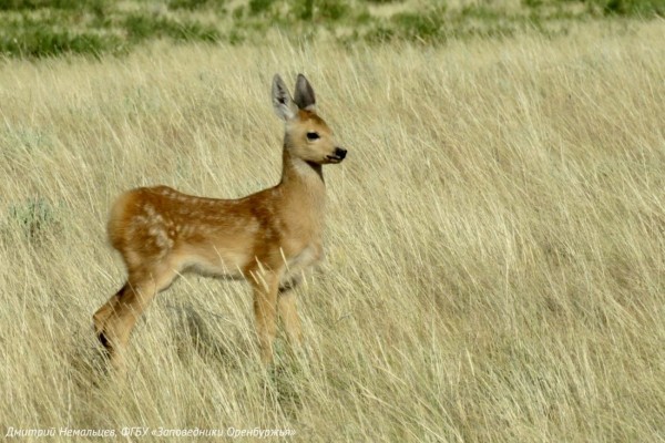Заповедные истории Оренбуржья: Как косуленок принял госинспектора за маму