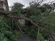 В Оренбурге на ул.М.Жукова вблизи остановки рухнуло дерево
