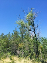 Оренбургские чиновники снова отправились в лес