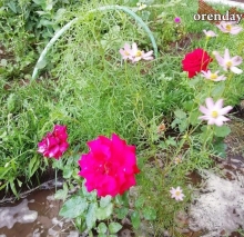 Оренбуржцы похвалились пенсионерами, которые меняют город Оренбуржцы похвалились пенсионерами, которые меняют город