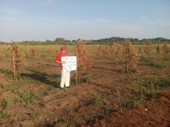 В Бузулуке в Пушкинском парке погибли сосны