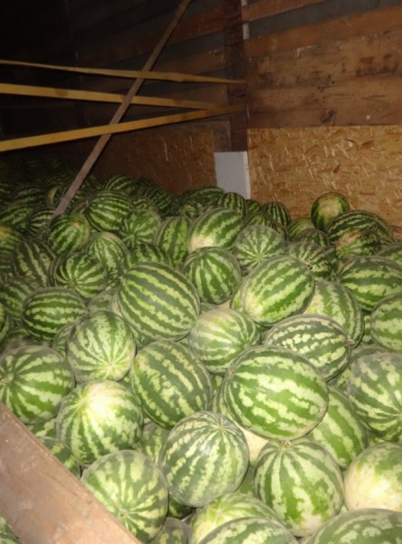 Через оренбургскую таможню пытались провезти 155 тонн нелегальной продукции