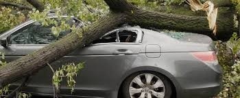 За падение дерева на автомобиль оренбуржец отсудил более 200 тысяч рублей