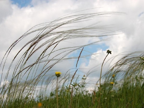 В Оренбургской области 30 августа ожидается жара и сильный ветер В Оренбургской области 30 августа ожидается жара и сильный ветер