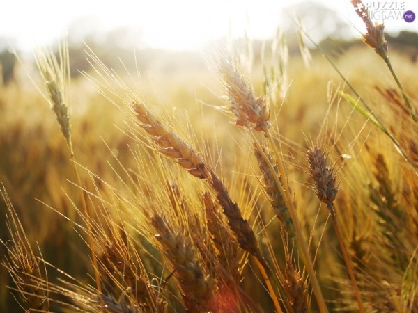 В Оренбургской области &laquo;разменяли&raquo; еще один миллион тонн урожая