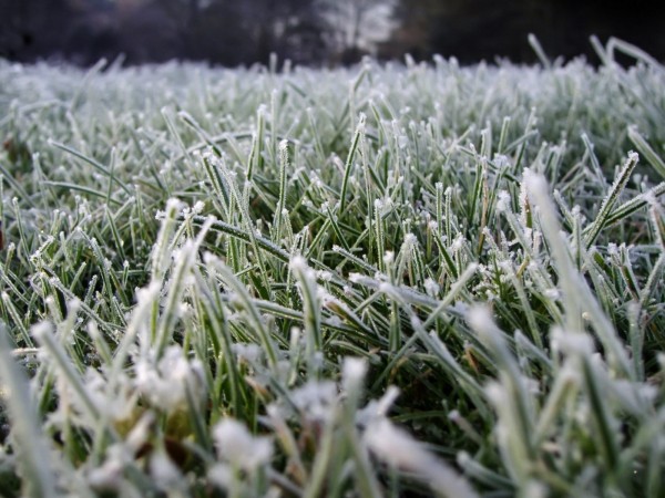 Ночью на севере Оренбуржья ожидаются заморозки Ночью на севере Оренбуржья ожидаются заморозки