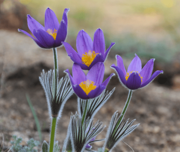 Весенний подснежник распустился в августе в заповедниках Оренбуржья