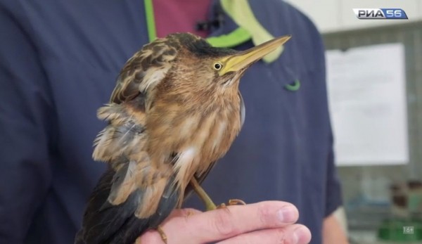 Оренбуржцы спасают раненную редкую цаплю