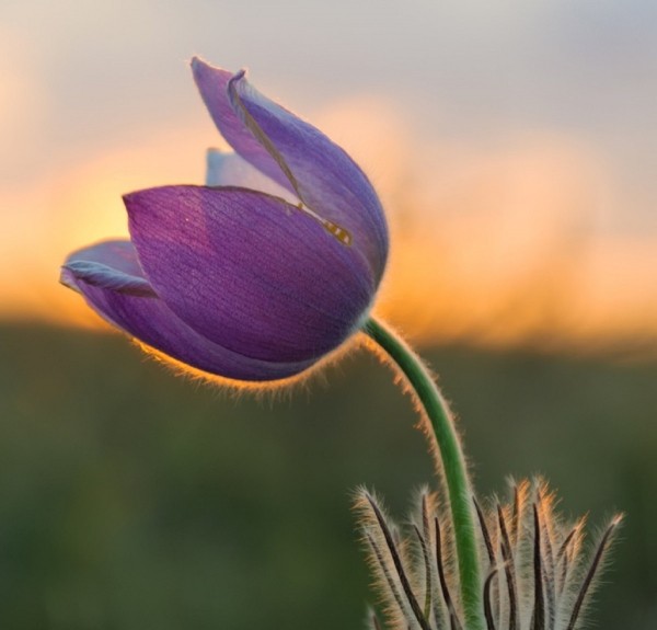В оренбургской степи в августе распустился весенний подснежник