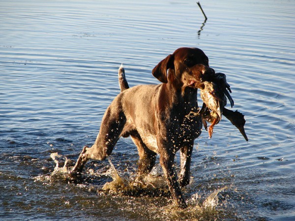 В Минприроде Оренбуржья изменили правила получения разрешений на охоту