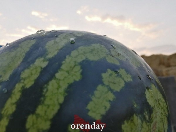 Бахчеводы рассказали, когда оренбуржцам ждать местных арбузов