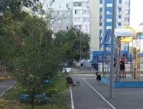 Жители областного центра вновь и вновь жалуются на бездомных собак