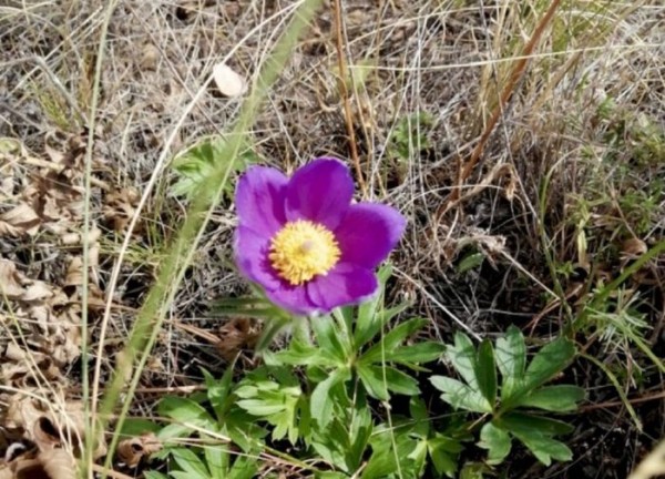 В оренбургской степи в августе распустился весенний подснежник