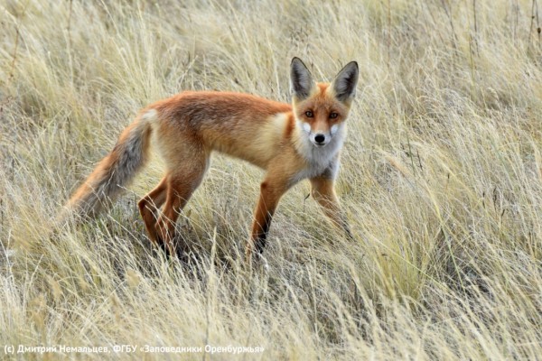 Заповедные истории Оренбуржья: Как любопытная лисица приходила в гости на кордон