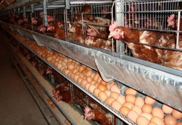 Денис Паслер озвучил план спасения «Родины» Денис Паслер озвучил план спасения «Родины»