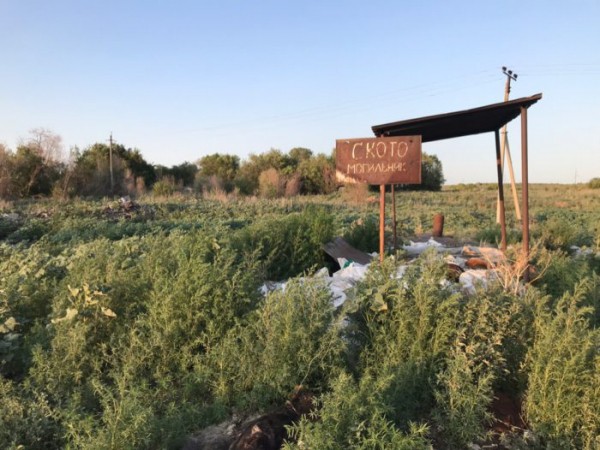 
Когда ликвидируют свалку возле аэропорта &laquo;Оренбург&raquo;? Комментарий главы местной администрации		