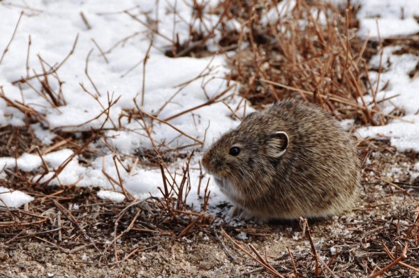 Заповедные истории: как пищуха по имени Фроська от хитрой ласки спаслась Заповедные истории: как пищуха по имени Фроська от хитрой ласки спаслась