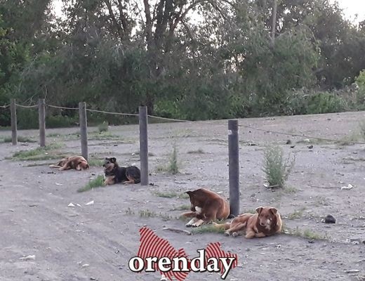 В Оренбурге больше года никто не занимается отловом бродячих собак