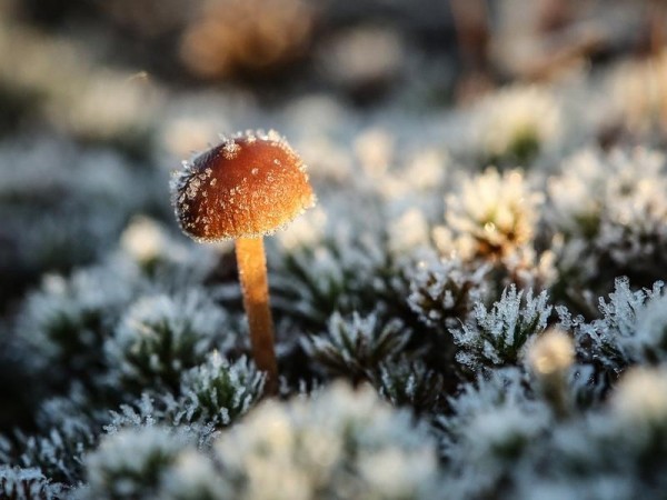 В Оренбуржье придут заморозки