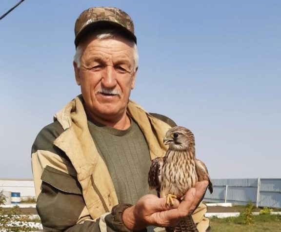 Заповедное Оренбуржье: пустельга обыкновенная