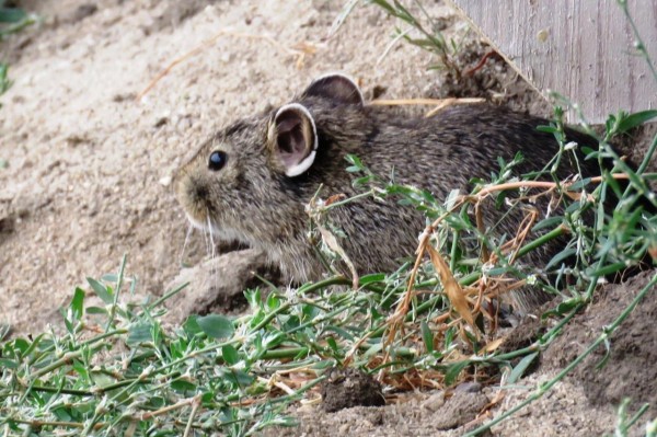 Заповедные истории: как пищуха по имени Фроська от хитрой ласки спаслась Заповедные истории: как пищуха по имени Фроська от хитрой ласки спаслась