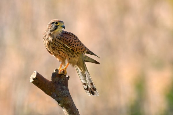 Заповедное Оренбуржье: пустельга обыкновенная