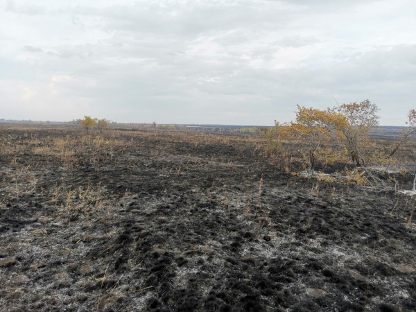 Пожар в Первомайском районе Оренбуржья уничтожил почти 300 га&nbsp;