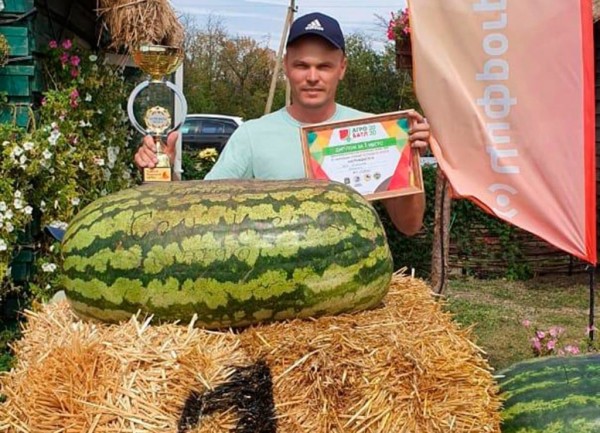 Бахчевод из Соль-Илецка вырастил самый большой арбуз в России Бахчевод из Соль-Илецка вырастил самый большой арбуз в России